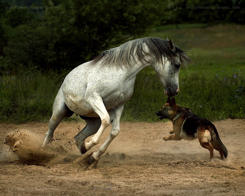 horse and dog playing