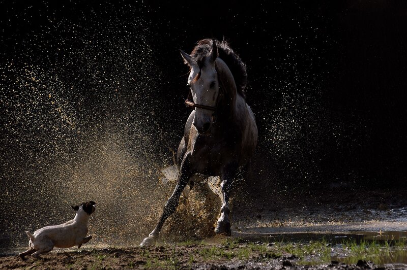 Horse and Dog Running
