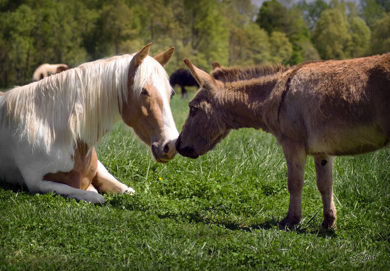 Horse and Donkey in Field