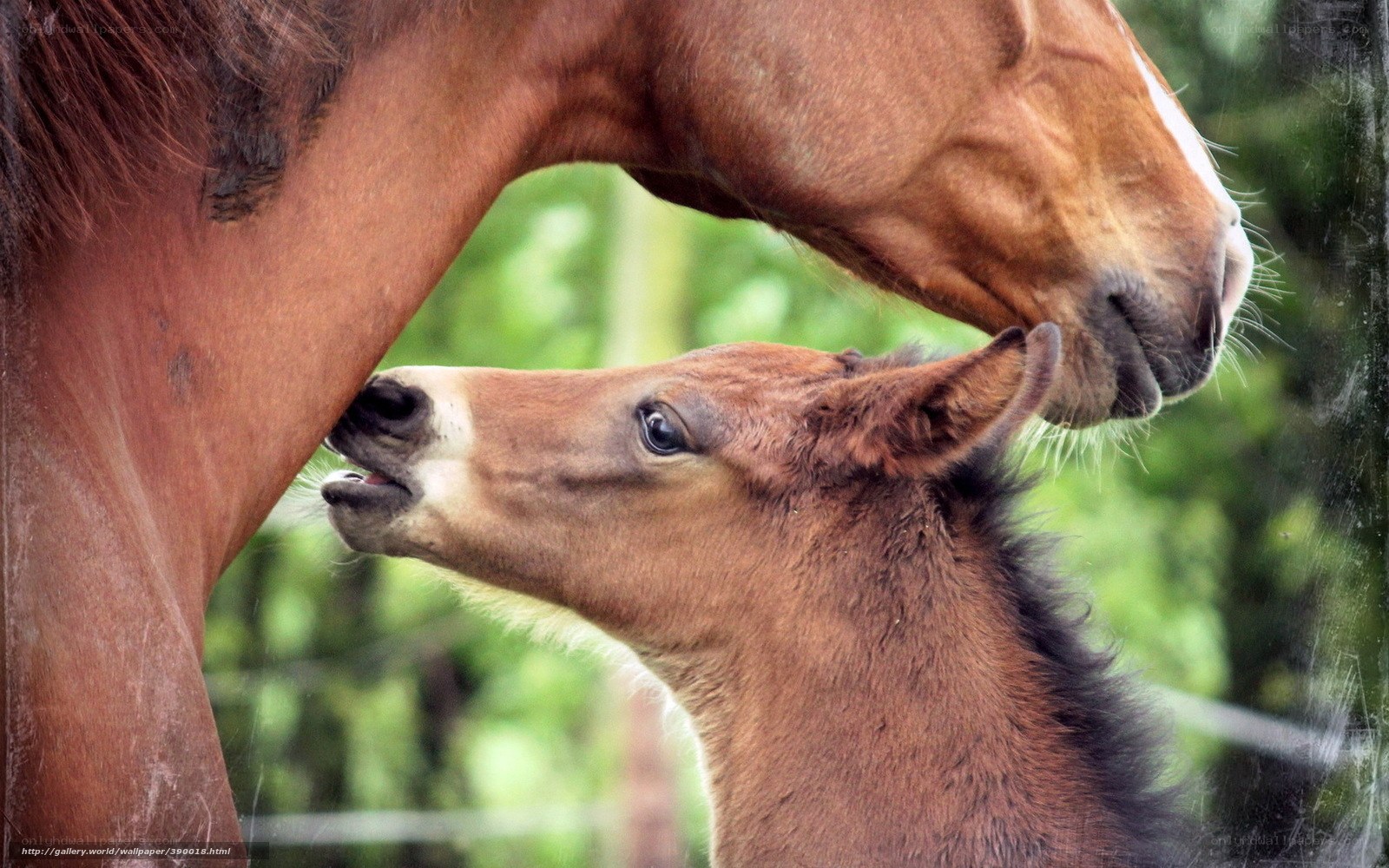 Horse and foal bonding moment
