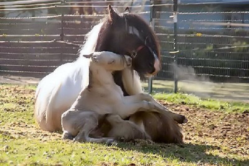 Horse and Foal — Brown, Calm