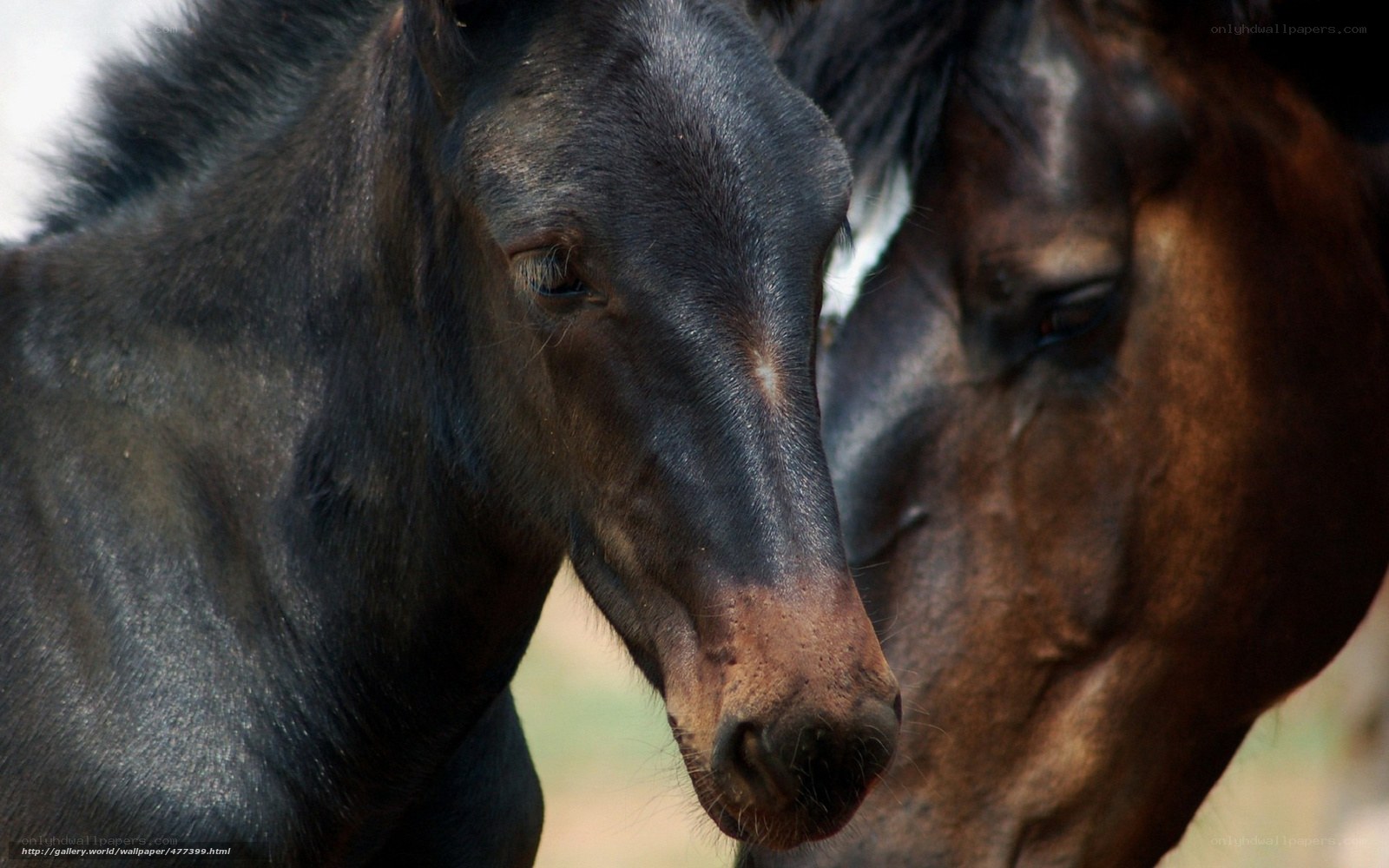 Horse and foal close-up