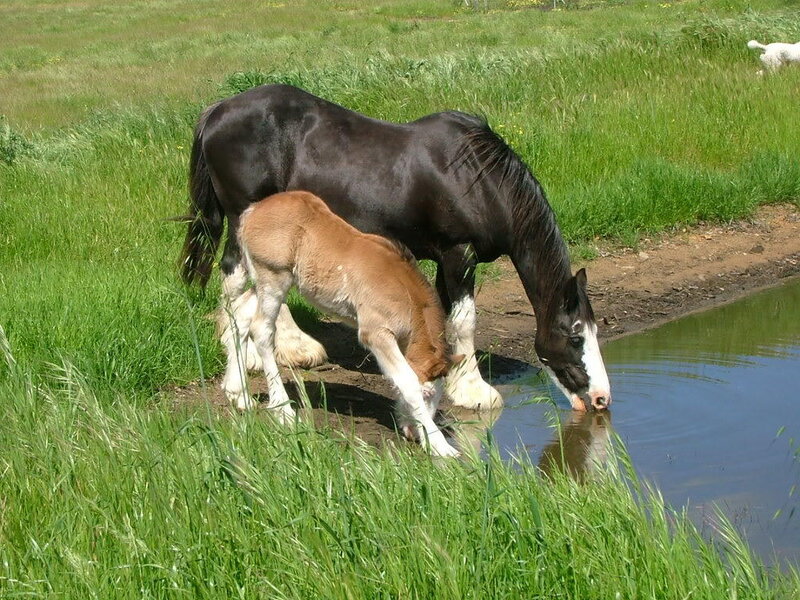 Horse and foal drinking water