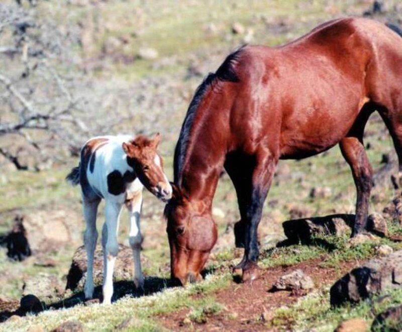 Horse and foal grazing