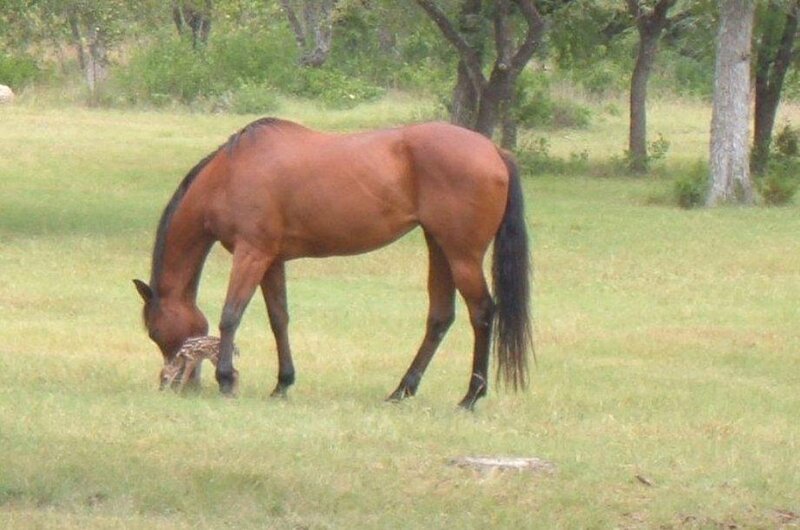 Horse and Foal Grazing — Brown