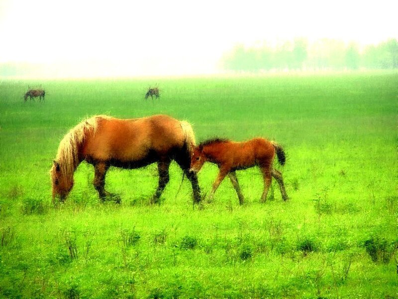Horse and Foal Grazing — Green