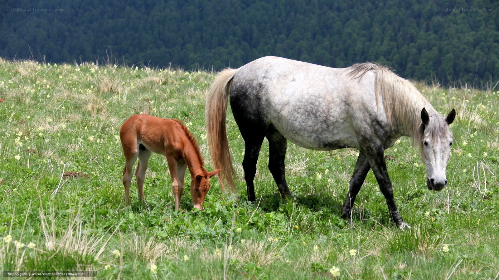 Horse and foal grazing in field