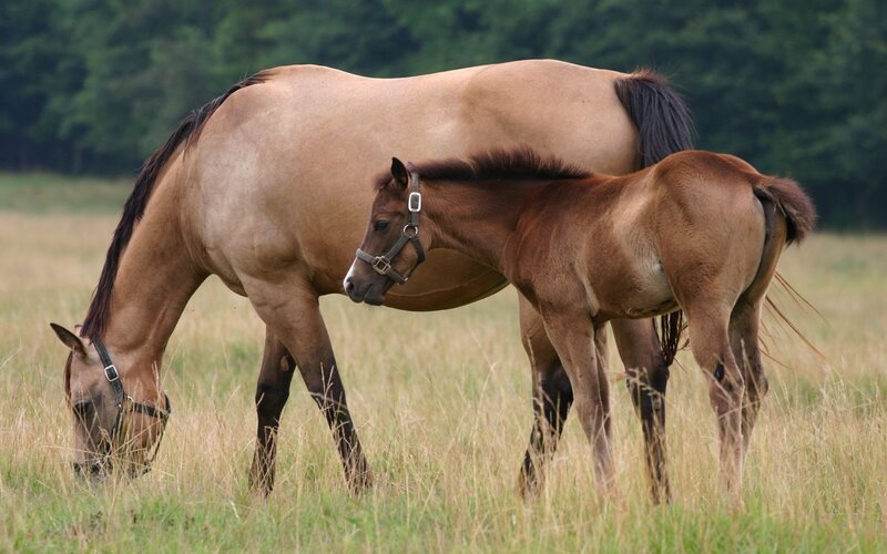 Horse and foal grazing in field