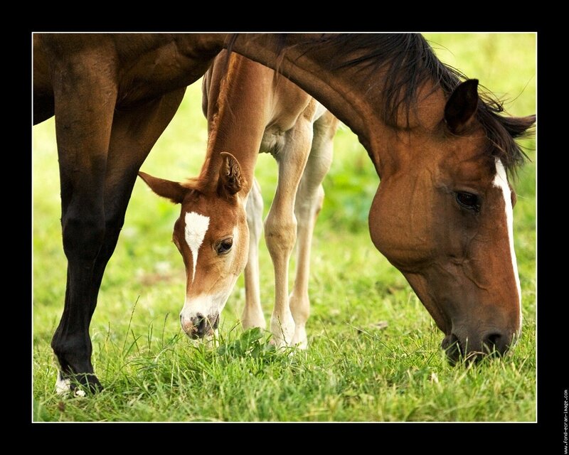 Horse and foal grazing together