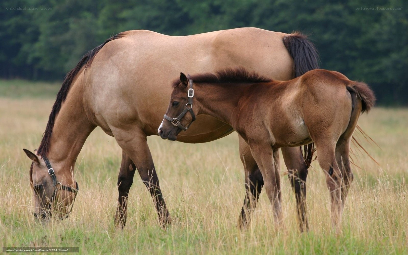 Horse and foal grazing