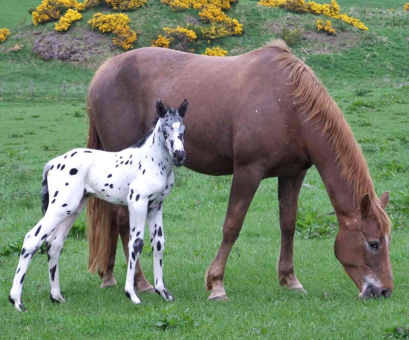 Horse and foal in a field