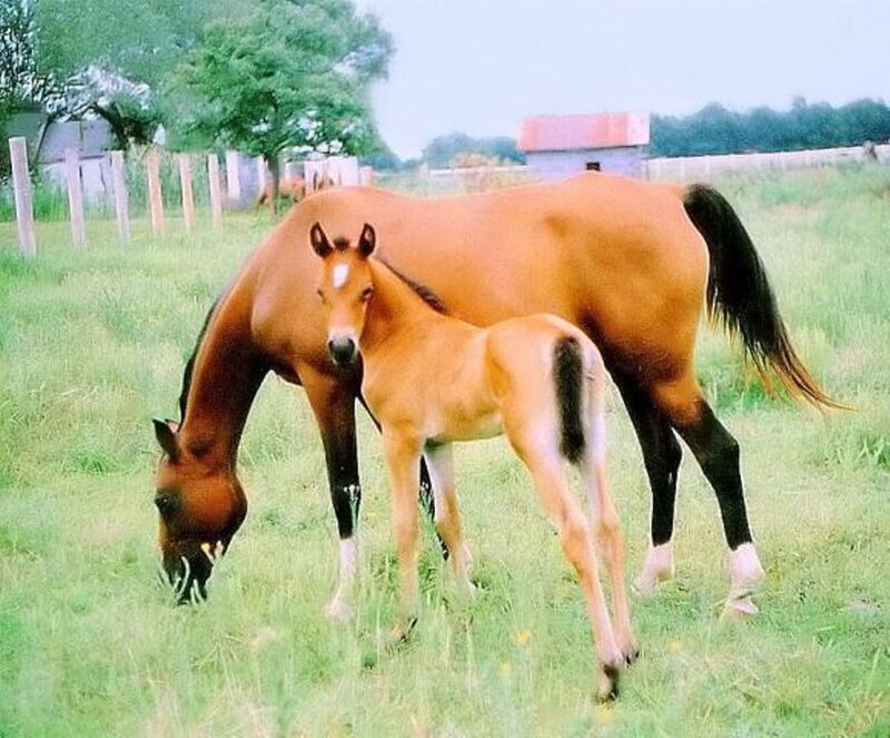 Horse and foal in a field
