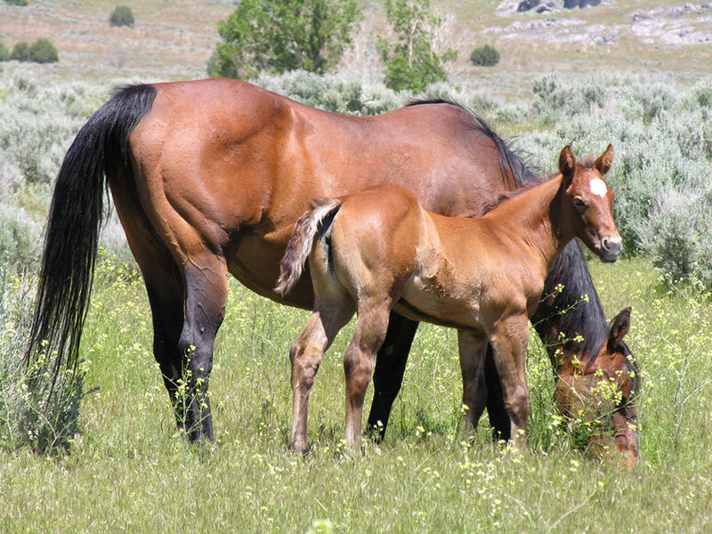 Horse and foal in a field