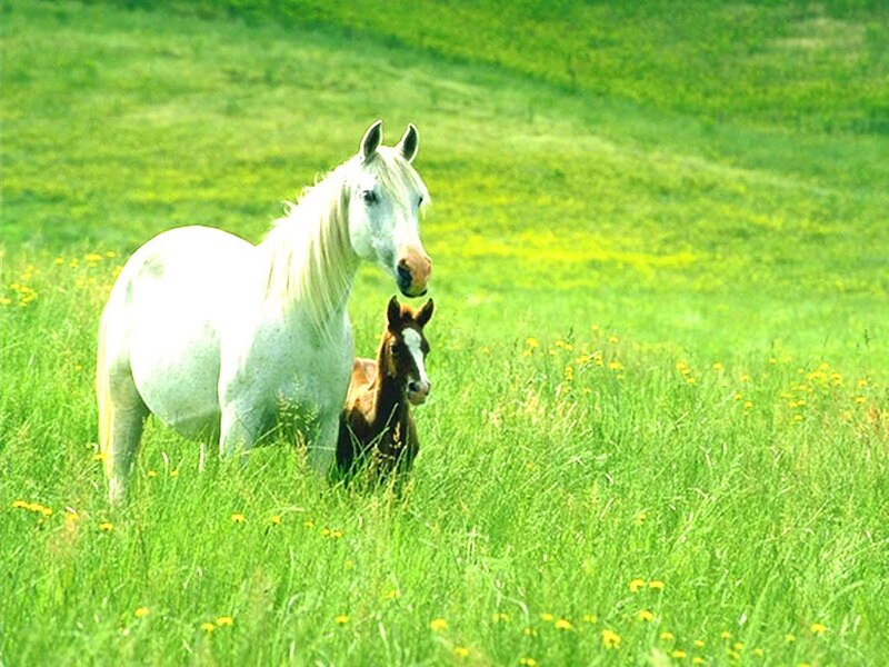 Horse and foal in a field