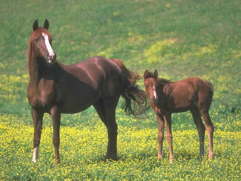 Horse and foal in a field