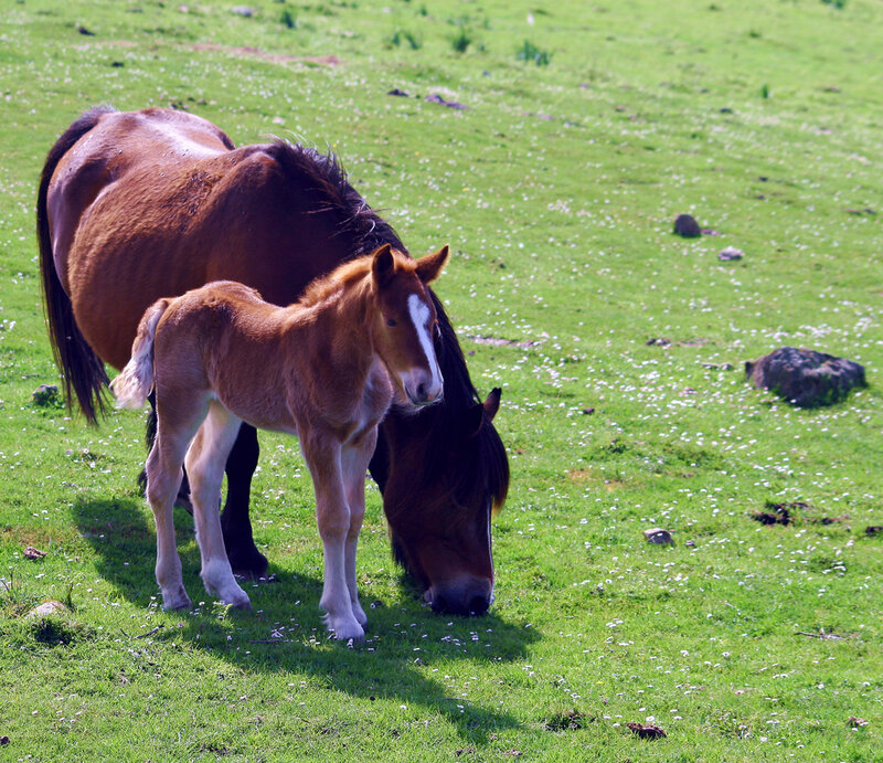 Horse and foal in a field