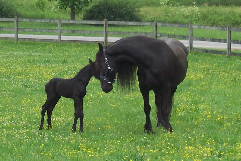 Horse and foal in a field