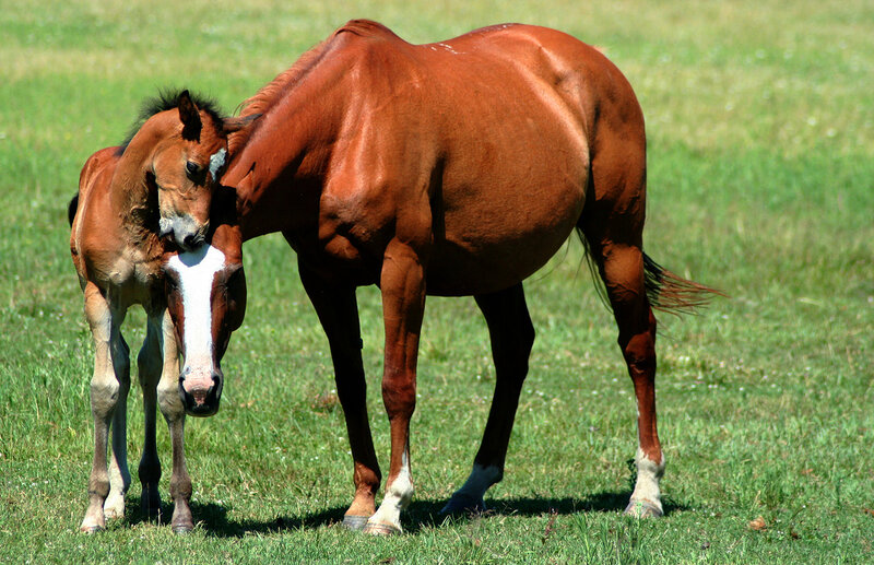 Horse and foal in a field