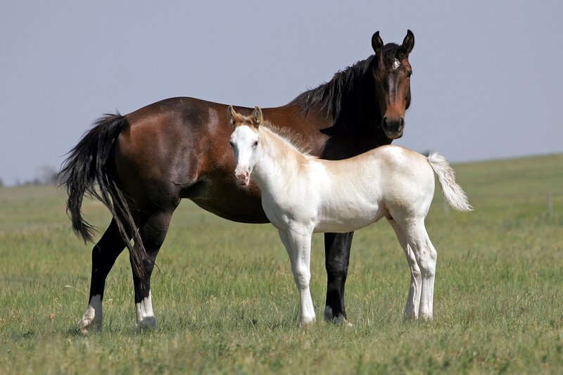 Horse and foal in a field