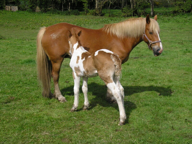 Horse and foal in a field