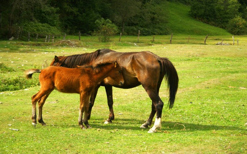 Horse and foal in a field