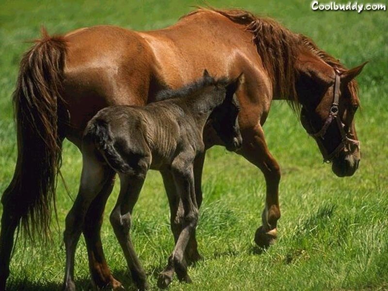 Horse and foal in a field