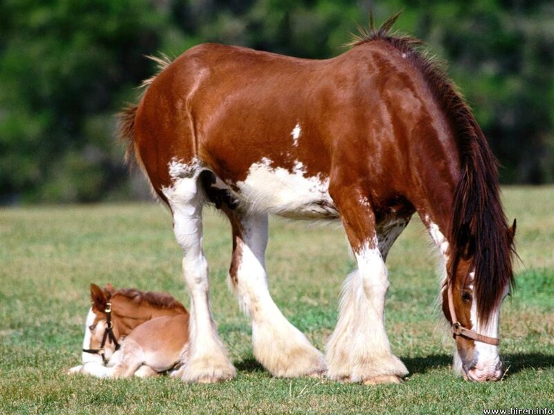 Horse and foal in a field