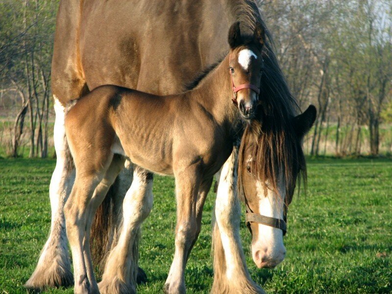 Horse and foal in a field