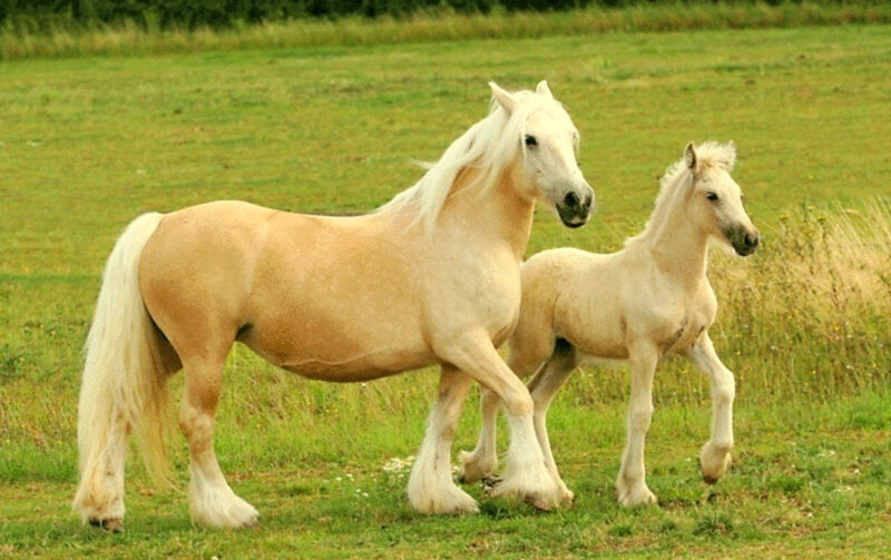 Horse and foal in a field
