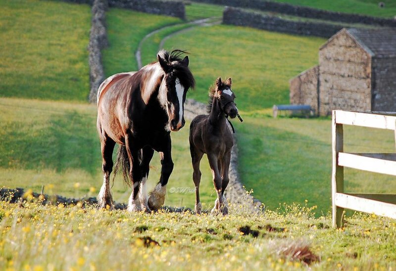 Horse and foal in a field