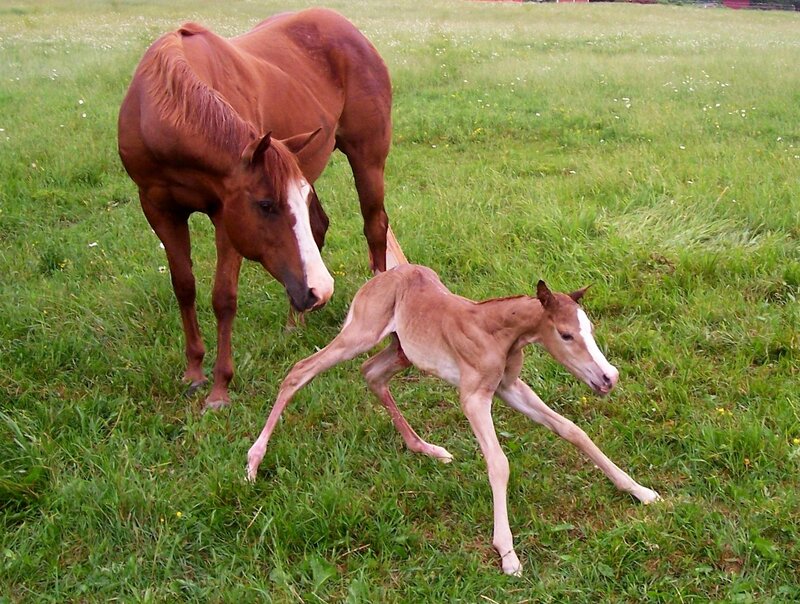 Horse and foal in a field