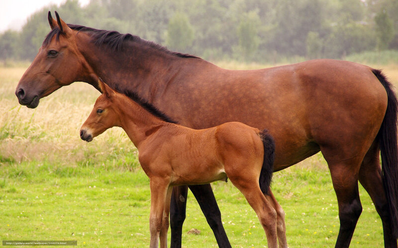 Horse and foal in a field