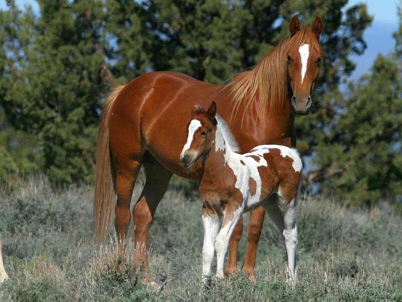 Horse and foal in a field