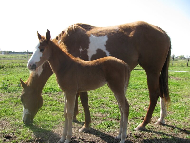 Horse and foal in a field