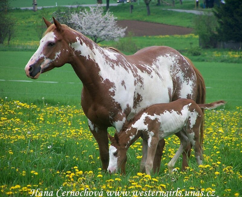 Horse and foal in a field