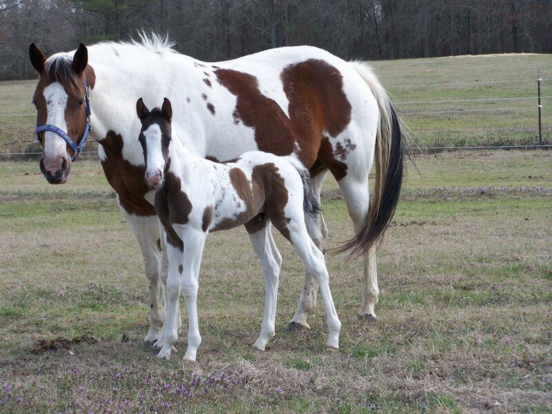Horse and foal in a field