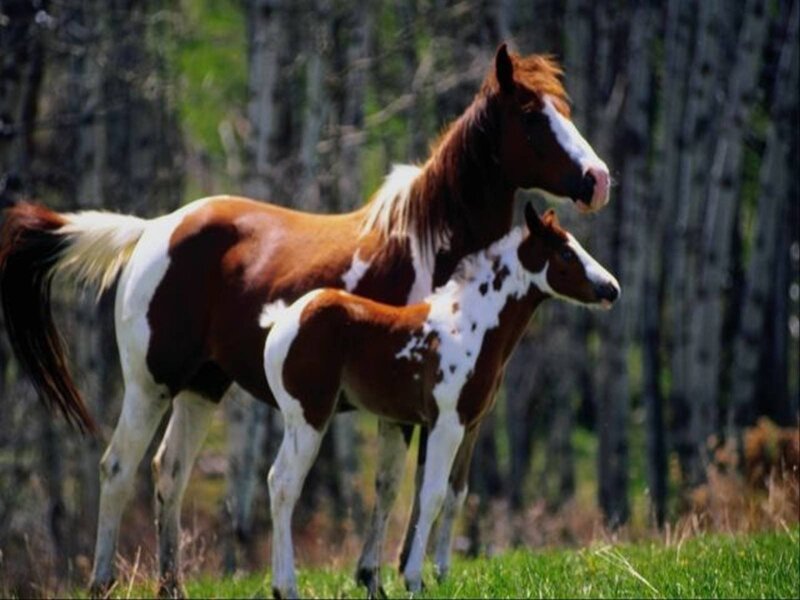 Horse and foal in a field
