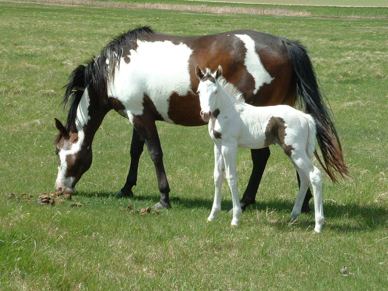 Horse and foal in a field