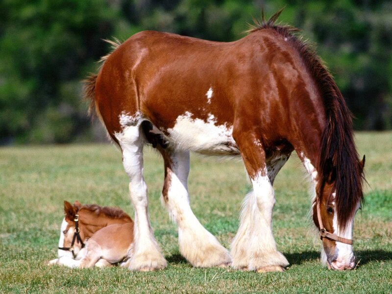 Horse and foal in a field