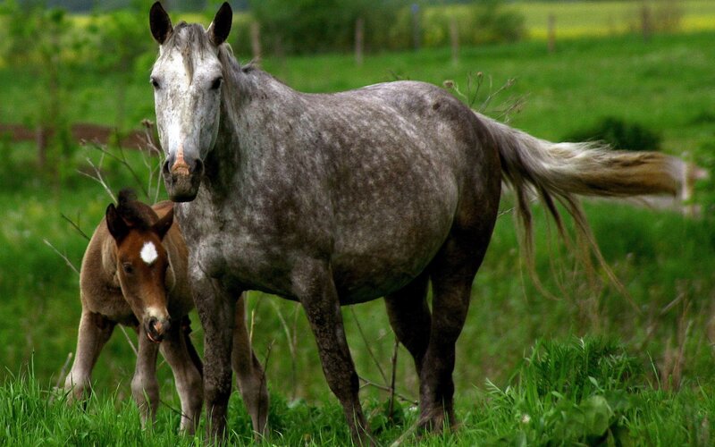 Horse and foal in a field