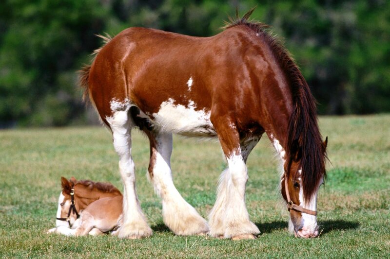 Horse and foal in a field