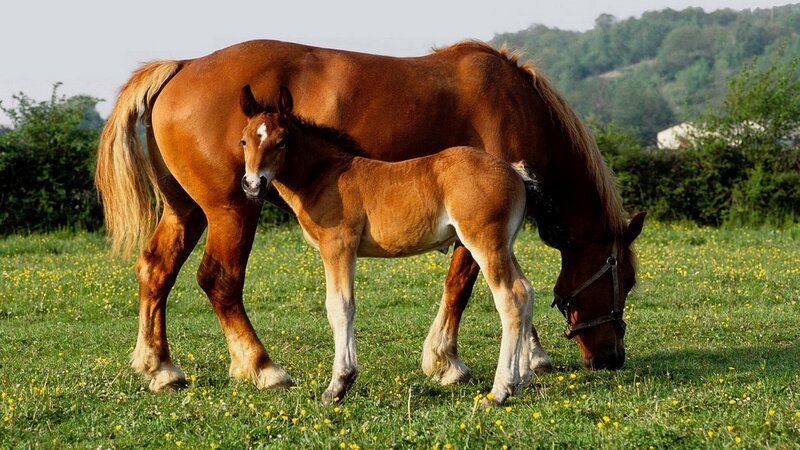 Horse and foal in a field