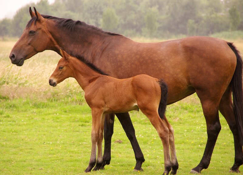 Horse and foal in a field