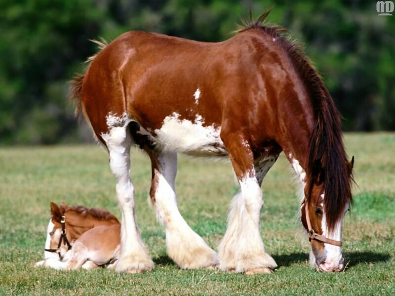Horse and foal in a field