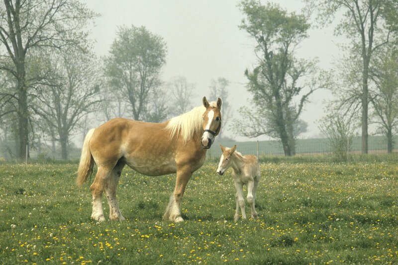 Horse and foal in a meadow