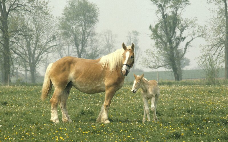 Horse and foal in a meadow
