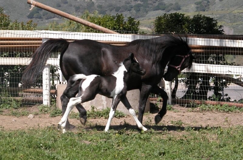 Horse and foal in a paddock