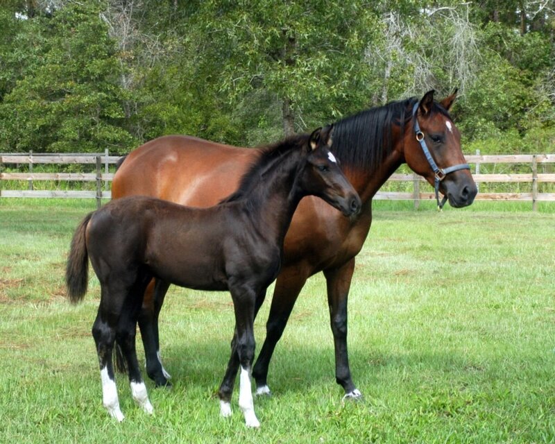Horse and foal in a pasture