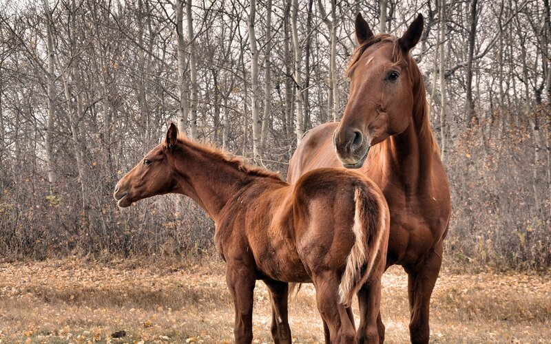 Horse and foal in autumn forest