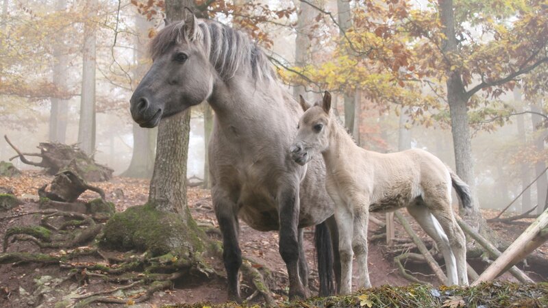 Horse and foal in autumn forest